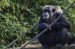 Los chimpancés gesticulan rápidamente como en las conversaciones humanas