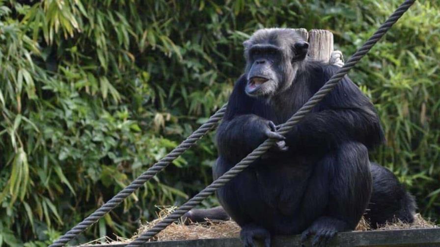 Los chimpancés gesticulan rápidamente como en las conversaciones humanas