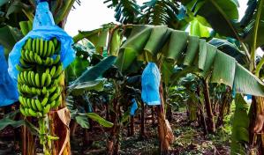 Con más requisitos para el país, la Unión Europea pone a prueba a los exportadores agrícolas