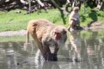 Monos más empáticos tras devastación del huracán María en isla-laboratorio de Puerto Rico