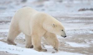 Oso polar de zoo canadiense muere tras jugar rudamente con otro oso, según la necropsia
