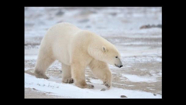 Oso polar de zoo canadiense muere tras jugar rudamente con otro oso, según la necropsia