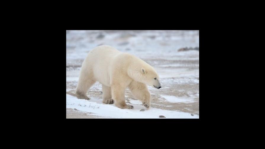 Oso polar de zoo canadiense muere tras jugar rudamente con otro oso, según la necropsia