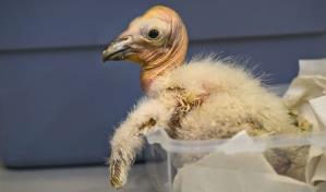 Zool&oacute;gico de Los &Aacute;ngeles bate r&eacute;cord con 17 polluelos de c&oacute;ndor de California nacidos en 2024