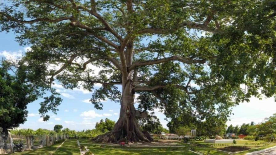 Acción Verde denuncia falta de transparencia en la asignación del co-manejo del Monumento La Ceiba