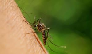 Brasil registra las primeras muertes por el virus de oropouche en el mundo