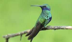 Más de 4,500 especies de vertebrados en jaque por la actividad extractiva