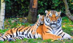 D&iacute;a Internacional del Tigre: una apuesta por la conservaci&oacute;n de esta especie