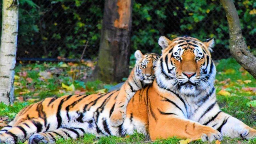 Día Internacional del Tigre: una apuesta por la conservación de esta especie