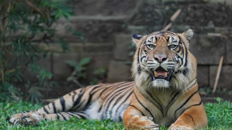 El número de tigres aumenta pero tres subespecies han desaparecido en los últimos años