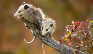 El virus responsable de la covid-19 está muy extendido en la vida silvestre