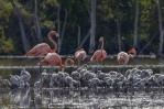 Registran dos nuevos sitios de anidamiento del flamenco del Caribe en Estero Balsa