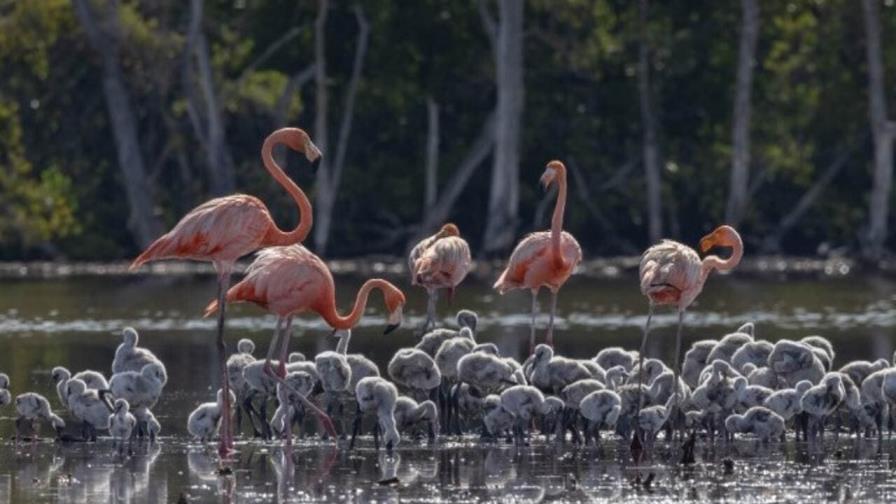 Registran dos nuevos sitios de anidamiento del flamenco del Caribe en Estero Balsa