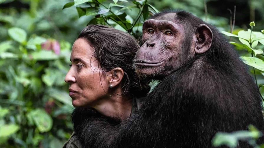 El mascotismo y la deforestación, amenazas para los chimpancés en Congo