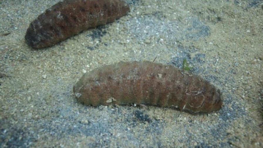 La eliminación de pepinos de mar de los arrecifes aumenta las enfermedades en los corales