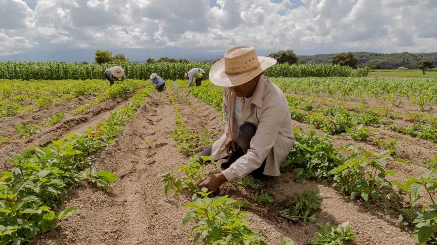 La producción de arroz, habichuelas y plátanos demanda alta cantidad de trabajadores extranjeros