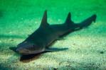 ¿Quién necesita machos? Hembras de una variedad de tiburones tienen crías solas en Italia ¿Quién necesita machos? Hembras de una variedad de tiburones tienen crías solas en Italia