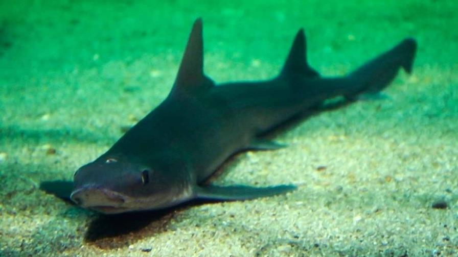 ¿Quién necesita machos? Hembras de una variedad de tiburones tienen crías solas en Italia