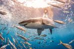 Los grandes tiburones, fundamentales para la salud de los océanos, están en peligro Los grandes tiburones, fundamentales para la salud de los océanos, están en peligro