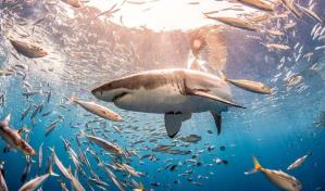 Los grandes tiburones, fundamentales para la salud de los océanos, están en peligro