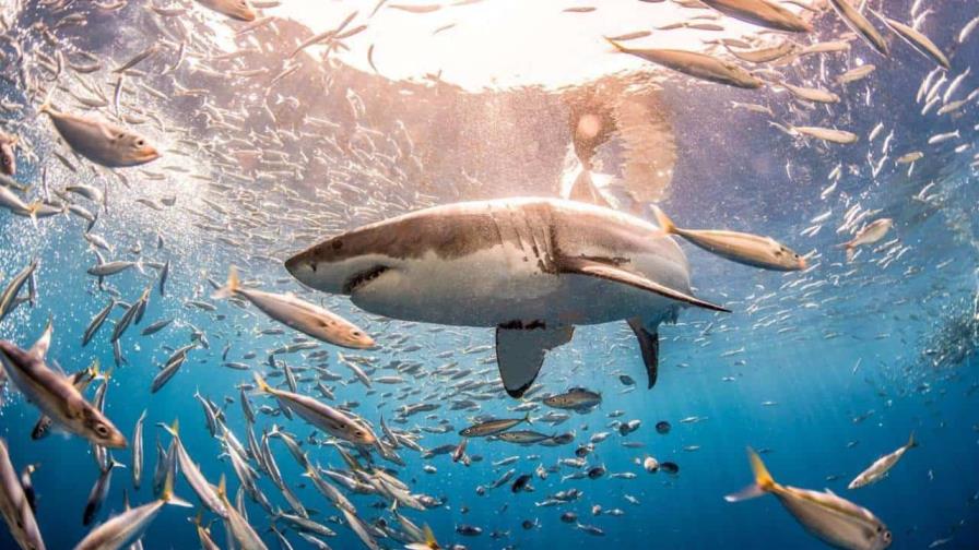 Los grandes tiburones, fundamentales para la salud de los océanos, están en peligro