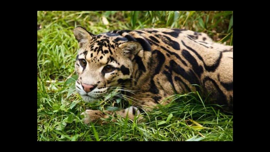 Este domingo se conmemora el Día Internacional del Leopardo Nublado