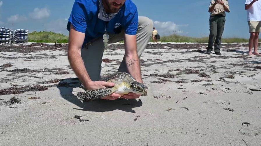 Liberan en los Cayos de Florida a una tortuga marina rehabilitada