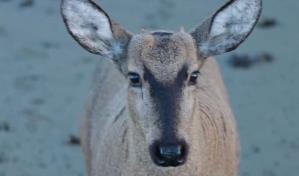 Detectan a un huemul, ciervo en peligro de extinción, en la zona más austral de Chile