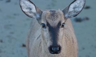 Detectan a un huemul, ciervo en peligro de extinción, en la zona más austral de Chile