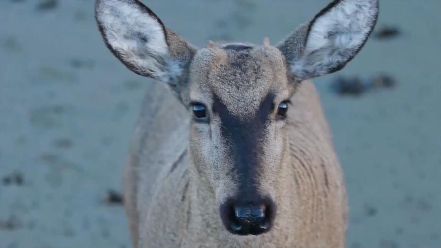 Detectan a un huemul, ciervo en peligro de extinción, en la zona más austral de Chile