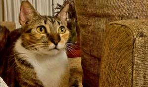 Día Internacional del Gato: la celebración del felino más querido