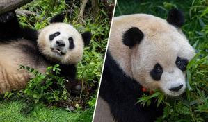 El Zoo de San Diego presenta a Xin Bao y a Yun Chuan, dos pandas gigantes traídos de China