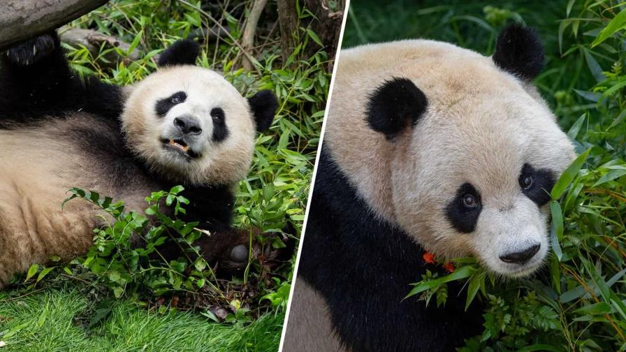 El Zoo de San Diego presenta a Xin Bao y a Yun Chuan, dos pandas gigantes traídos de China El Zoo de San Diego presenta a Xin Bao y a Yun Chuan, dos pandas gigantes traídos de China
