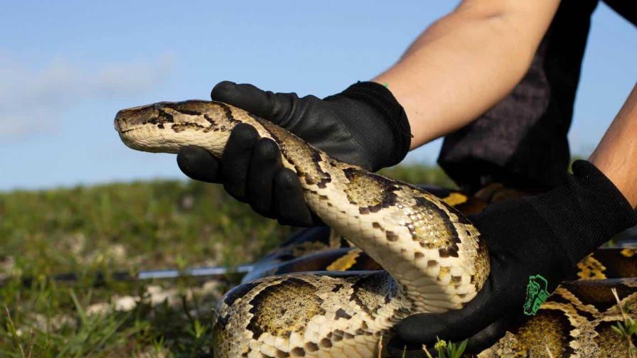 Florida inicia otra edición de su cacería anual de las invasoras pitones birmanas