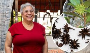 El an&iacute;s estrella end&eacute;mico de RD tiene potencial para la farmac&eacute;utica, pero est&aacute; amenazado