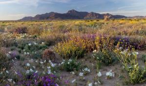Cinco tribus indígenas urgen a Biden convertir en monumento nacional su tierra ancestral