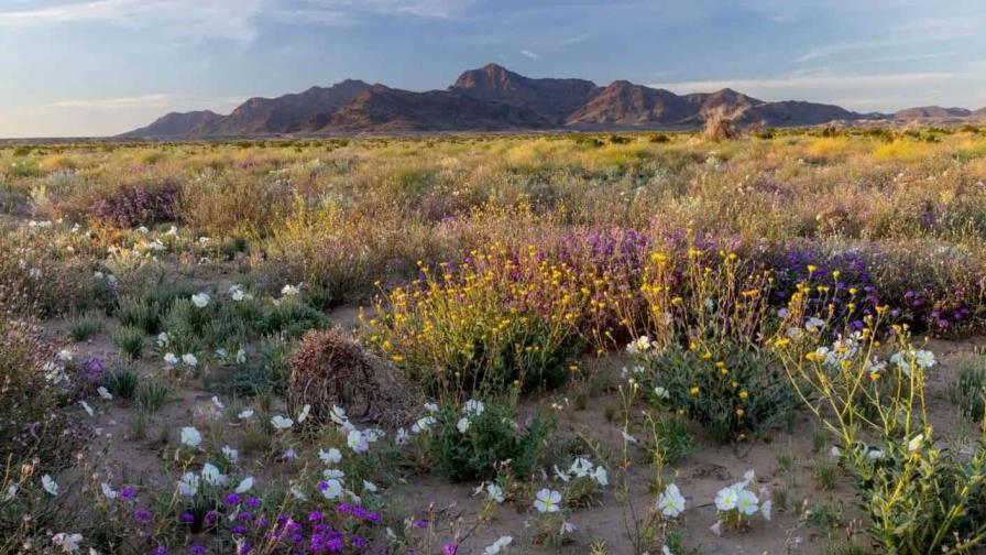 Cinco tribus indígenas urgen a Biden convertir en monumento nacional su tierra ancestral