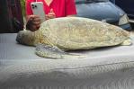 Reportan muerte de tortuga verde tras tragarse un anzuelo en Cabrera Reportan muerte de tortuga verde tras tragarse un anzuelo en Cabrera