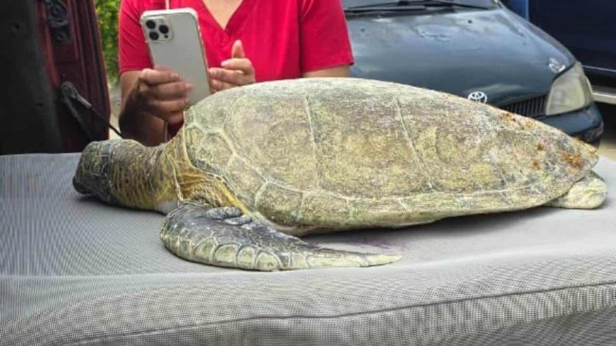 Reportan muerte de tortuga verde tras tragarse un anzuelo en Cabrera