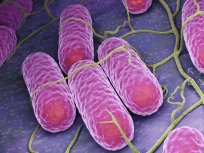 Francia relaciona 72 casos de salmonela
