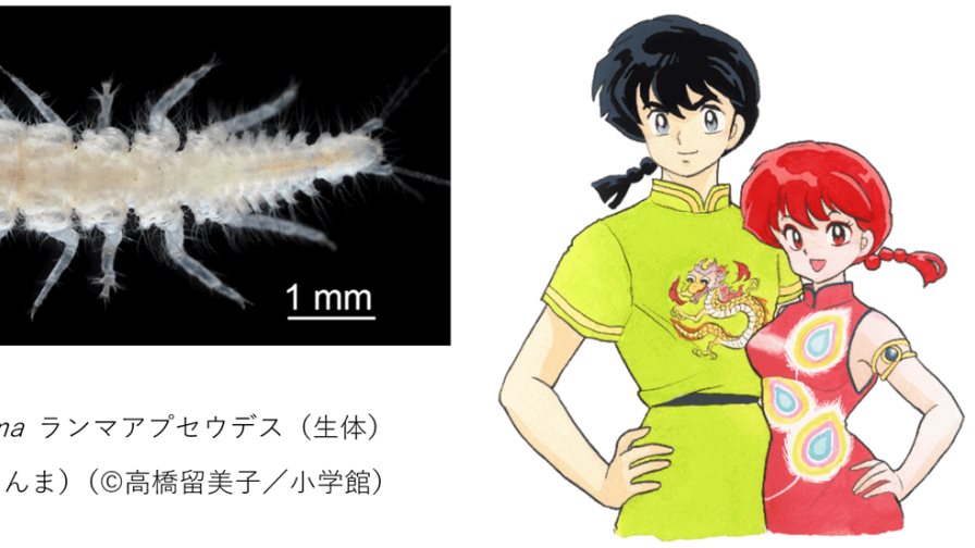 Bautizan a una nueva especie de crustáceo hermafrodita como el protagonista de Ranma 1/2