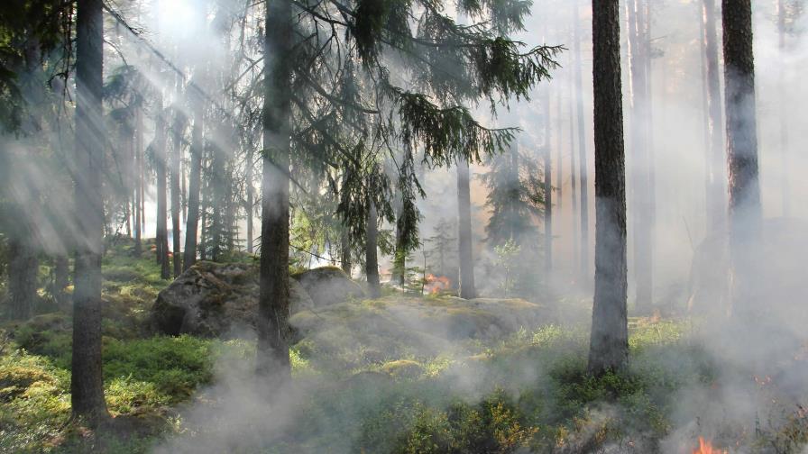 Este domingo se conmemora el Día Mundial de la Prevención de Incendios Forestales