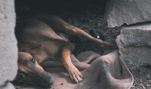 Celebra el Día Internacional del Animal sin Hogar