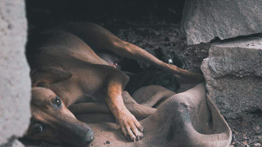 Celebra el Día Internacional del Animal sin Hogar