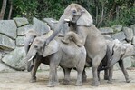 Primer embarazo natural de una elefanta en el zoo de Viena en 21 a&ntilde;os