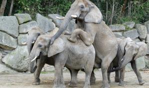 Primer embarazo natural de una elefanta en el zoo de Viena en 21 años