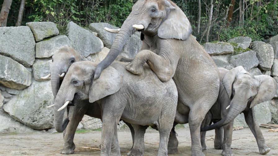 Primer embarazo natural de una elefanta en el zoo de Viena en 21 años