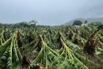 Sector agrícola en Puerto Rico sufrió millones de dólares en pérdidas por huracán Ernesto Sector agrícola en Puerto Rico sufrió millones de dólares en pérdidas por huracán Ernesto