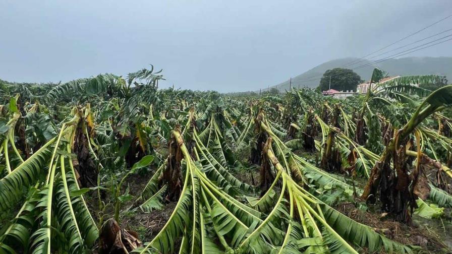 Sector agrícola en Puerto Rico sufrió millones de dólares en pérdidas por huracán Ernesto