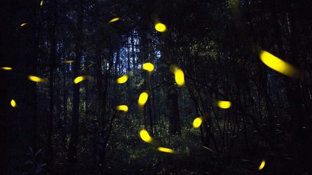 Una araña manipula la luz de las luciérnagas para lograr más presas